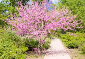 Expert Landscape Design Tips Using Native Plants and Local Trends quality landscape design in Wernersville, PA