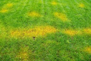 Can You Over-Fertilize Your Lawn? Signs of Fertilizer Burn and Recovery guide to fertilization in pa
