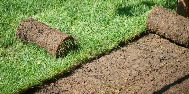 Professional lawn remediation service