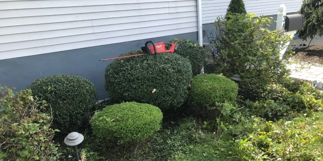 tree and shrub care services in wernersville pa